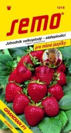 Jahodník Grandian F1